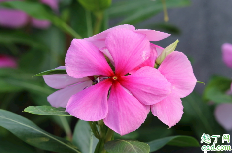 长春花花谢后需要修剪吗 长春花怎么修剪长得旺盛