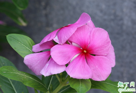 长春花可以在家中种植吗 长春花播种发芽后能晒太阳吗