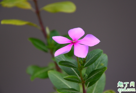 长春花黄叶花小是什么原因 长春花黄叶花小怎么补救