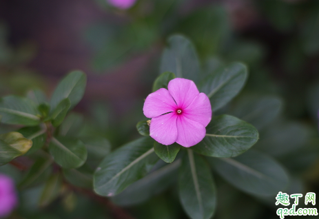 长春花黄叶花小是什么原因 长春花黄叶花小怎么补救