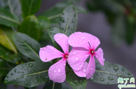 长春花黄叶花小是什么原因 长春花黄叶花小怎么补救