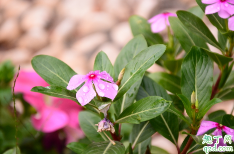 长春花黄叶花小是什么原因 长春花黄叶花小怎么补救