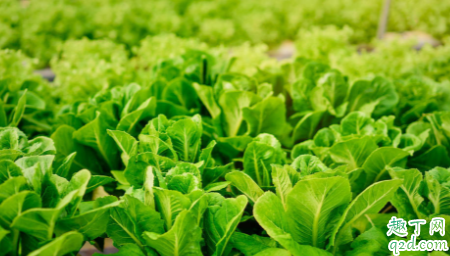 莴苣为什么会有软腐病 莴苣软腐病有什么危害