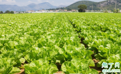 莴苣为什么会有软腐病 莴苣软腐病有什么危害