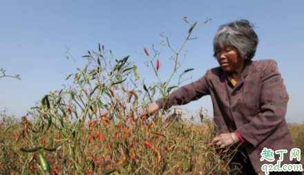朝天椒什么时候育苗最好 朝天椒在定植最好在什么时间