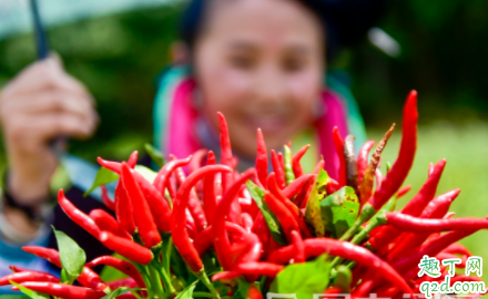 朝天椒什么时候育苗最好 朝天椒在定植最好在什么时间
