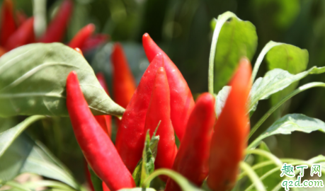 朝天椒什么时候育苗最好 朝天椒在定植最好在什么时间