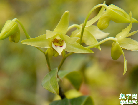 铁皮石斛好养不 铁皮石斛怎样养长得旺盛