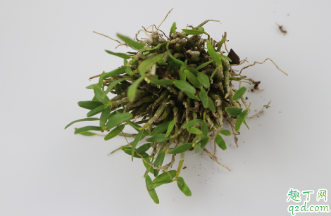 铁皮石斛好养不 铁皮石斛怎样养长得旺盛