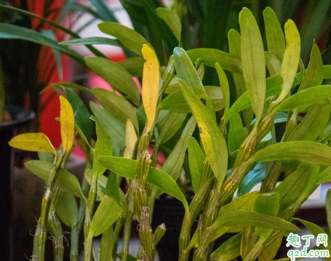 铁皮石斛怎么种植成活率高 种植铁皮石斛需要注意什么