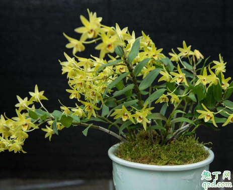 铁皮石斛怎么种植成活率高 种植铁皮石斛需要注意什么