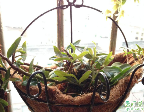 铁皮石斛生长快吗 铁皮石斛种植多久才算存活