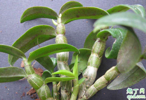 铁皮石斛生长快吗 铁皮石斛种植多久才算存活