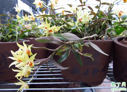 铁皮石斛生长快吗 铁皮石斛种植多久才算存活