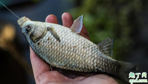 钓鱼窝料酸臭味用奶香味钓鱼可以吗 颗粒鸡饲料打窝可以钓什么鱼