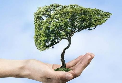 春季如何养肝?七种营养保护肝健康,不同体质的人养肝方法不同