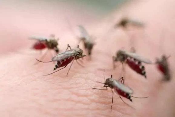 被蚊子咬了怎么止痒？家庭有效灭蚊虫小妙招