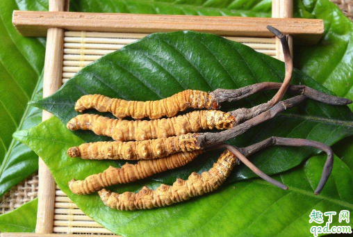 儿童吃冬虫夏草好吗 哪些人不宜用冬虫夏草