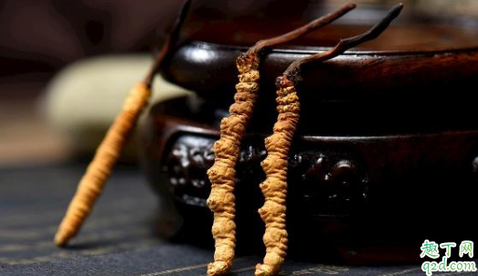 儿童吃冬虫夏草好吗 哪些人不宜用冬虫夏草