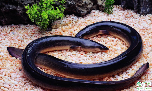 鳝鱼和鳗鱼一样吗 鳗鱼孕妇吃好吗