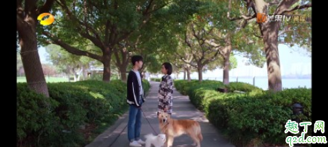 下一站是幸福元宋的狗什么品种 下一站是幸福男主同款狗多少钱