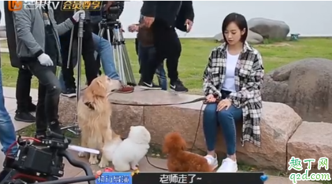 下一站是幸福元宋的狗什么品种 下一站是幸福男主同款狗多少钱