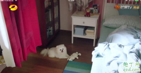 下一站是幸福元宋的狗什么品种 下一站是幸福男主同款狗多少钱