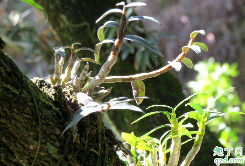 什么样的铁皮石斛好 挑选铁皮石斛须注意什么