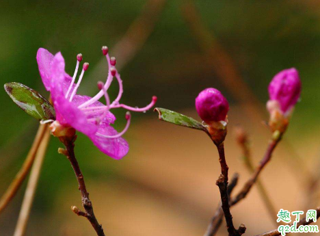 杜鹃花耐不耐寒 杜鹃花冬天怎么养才不会死
