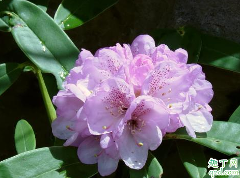 杜鹃花耐不耐寒 杜鹃花冬天怎么养才不会死