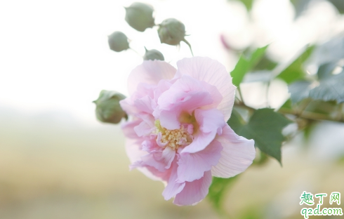 芙蓉花花期用什么肥 芙蓉花花期用什么肥好