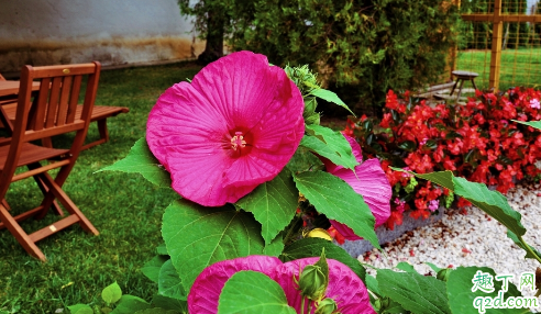 芙蓉花花期用什么肥 芙蓉花花期用什么肥好
