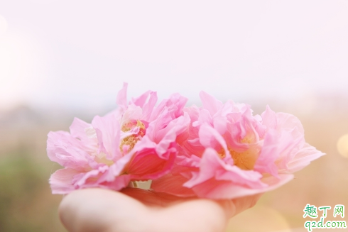 芙蓉花花期用什么肥 芙蓉花花期用什么肥好