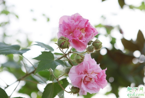 芙蓉花是冬天开的吗 芙蓉花是什么季节的花