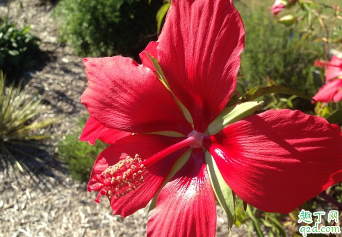 芙蓉花是冬天开的吗 芙蓉花是什么季节的花
