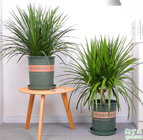 龙血树几头最好 怎么给龙血树分头