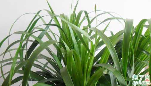 龙血树几头最好 怎么给龙血树分头