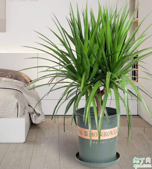 龙血树几头最好 怎么给龙血树分头