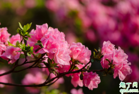北方养植的映山红需要食醋喷吗 映山红什么时间喷食醋比较好
