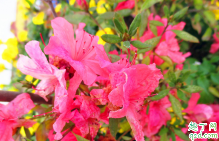 北方养植的映山红需要食醋喷吗 映山红什么时间喷食醋比较好