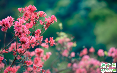 北方养植的映山红需要食醋喷吗 映山红什么时间喷食醋比较好