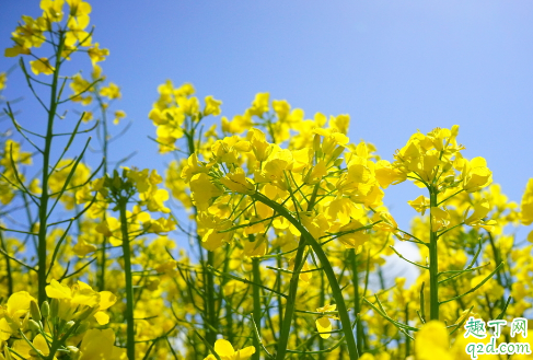 油菜花开花时间是什么时候 油菜花怎么养开花更旺盛