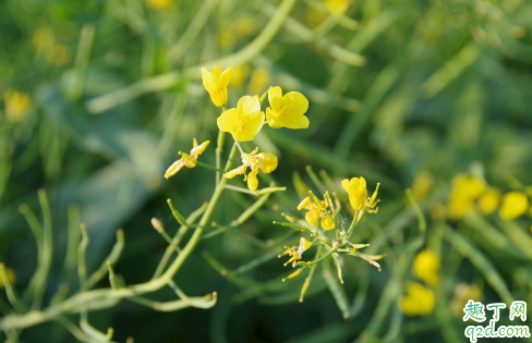 油菜花开花时间是什么时候 油菜花怎么养开花更旺盛