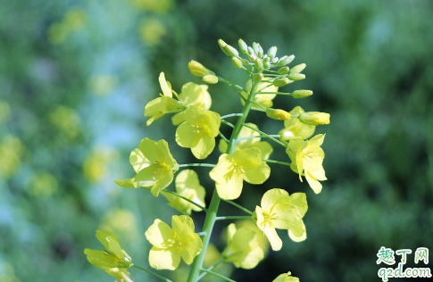 油菜花开花时间是什么时候 油菜花怎么养开花更旺盛