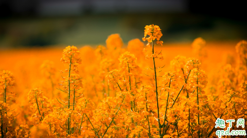 油菜花开花时间是什么时候 油菜花怎么养开花更旺盛