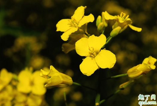 油菜花有多少种拍法 油菜花拍摄技巧
