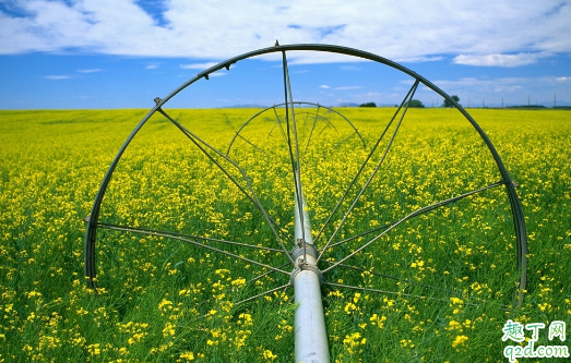 油菜花有多少种拍法 油菜花拍摄技巧
