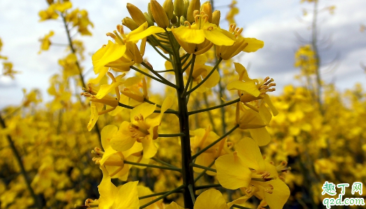 油菜花有多少种拍法 油菜花拍摄技巧