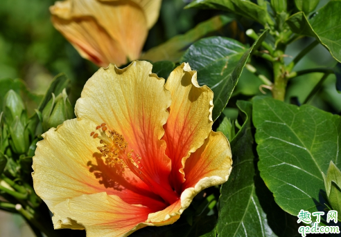 芙蓉花土质选择酸性土还是碱性土 哪种土质适合芙蓉花的生长