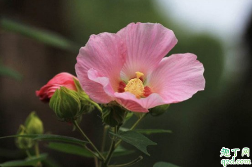 芙蓉花土质选择酸性土还是碱性土 哪种土质适合芙蓉花的生长